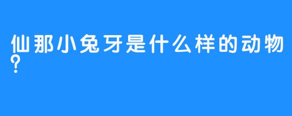 仙那小兔牙是什么样的动物？