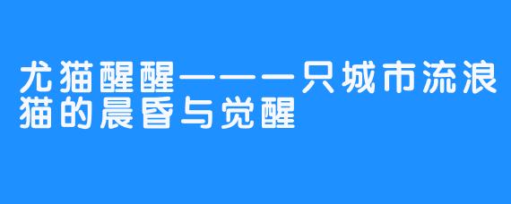 尤猫醒醒——一只城市流浪猫的晨昏与觉醒